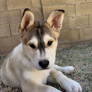 Meet your Posher, Roberto